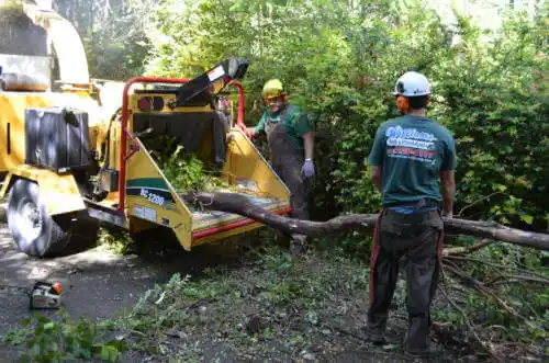 tree services Valley Grande